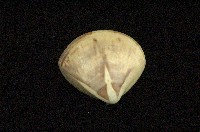 藏品(普通文蛤)的圖片